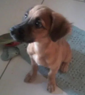 Cachorro raça  idade 2 a 6 meses nome Pingo