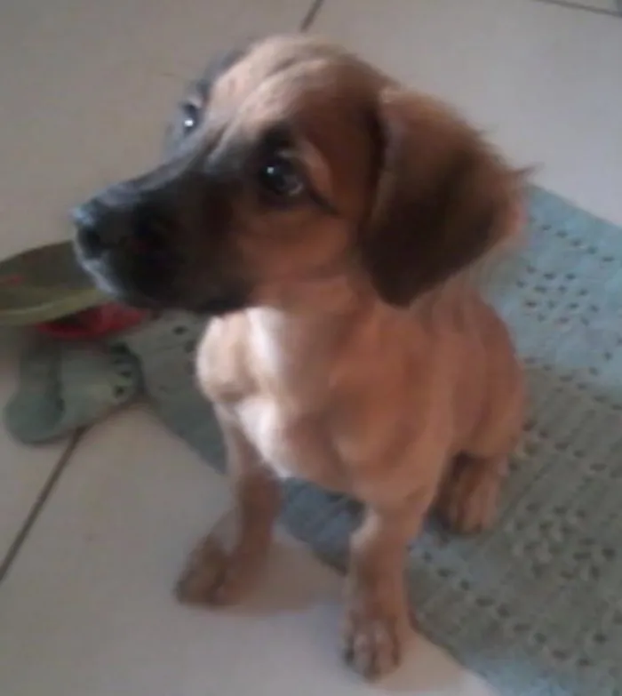 Cachorro ra a  idade 2 a 6 meses nome Pingo