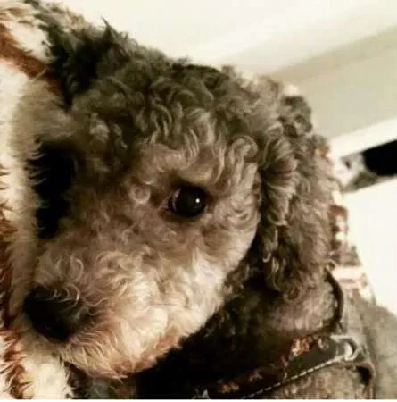 Cachorro ra a Poodle idade 6 ou mais anos nome Haru