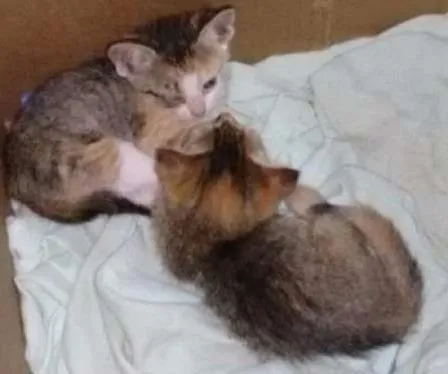 Gato ra a SRD idade Abaixo de 2 meses nome Mima