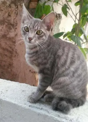 Gato raça  idade 1 ano nome NINA