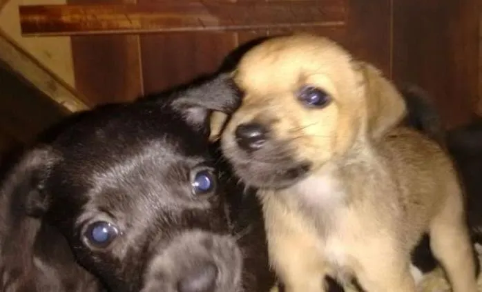 Cachorro ra a SRD idade 2 a 6 meses nome Sem nomes
