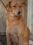 Oscar