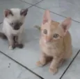 Gato raça  idade 2 a 6 meses nome não tem ainda