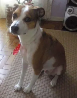 Cachorro raça SRD idade 5 anos nome THOR