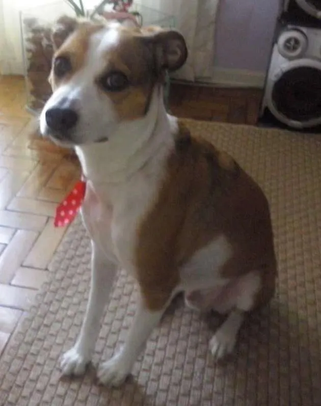 Cachorro ra a SRD idade 5 anos nome THOR