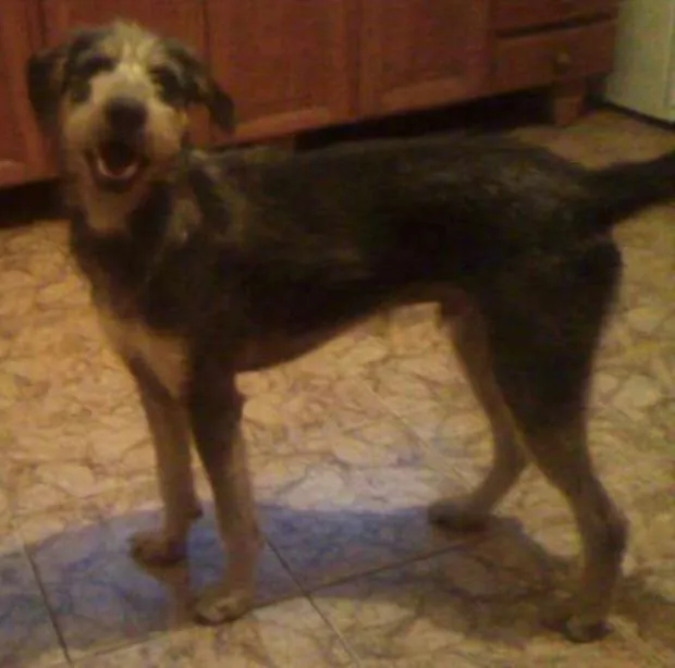 Cachorro ra a SRD idade 3 anos nome Tomb