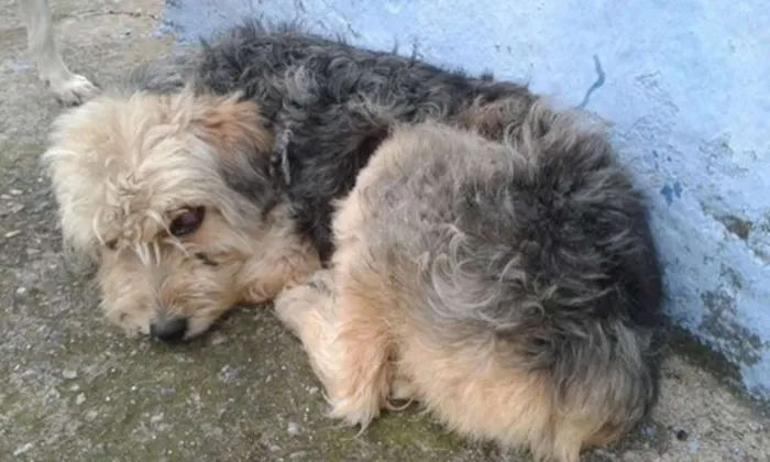 Cachorro raça SRD idade 5 anos nome s/identificação