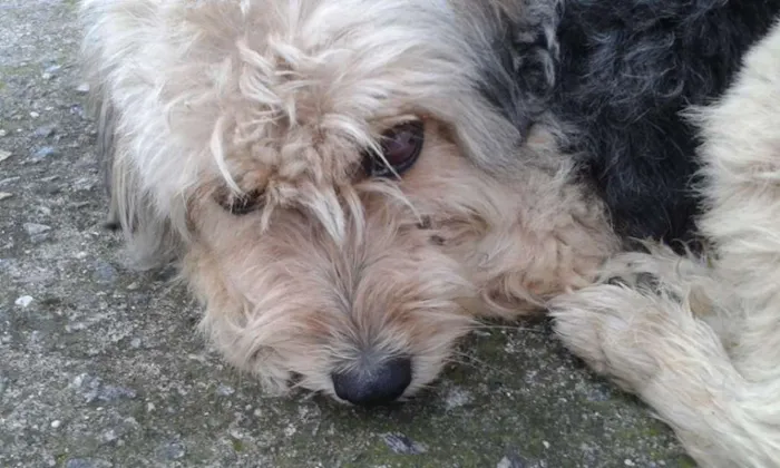 Cachorro raça SRD idade 5 anos nome s/identificação