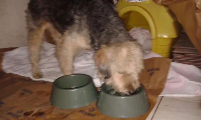 Cachorro raça SRD idade 5 anos nome s/identificação