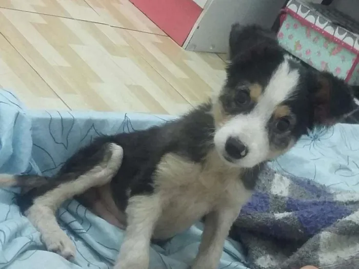 Cachorro ra a viral lata idade 2 a 6 meses nome tate 