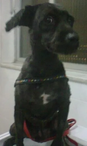 Cachorro raça Poodle idade 5 anos nome Bidu