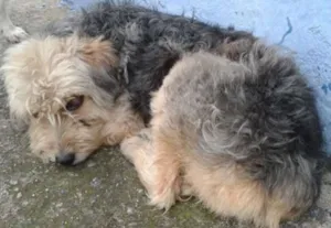 Cachorro raça SRD idade 5 anos nome s/identificação