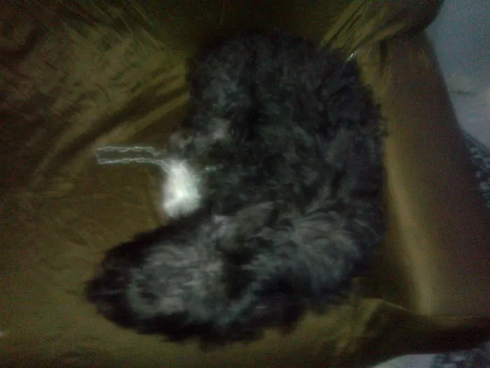 Cachorro raça Poodle misturado idade  nome Calebe