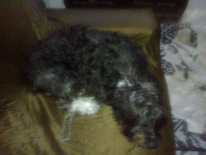 Cachorro raça Poodle misturado idade  nome Calebe