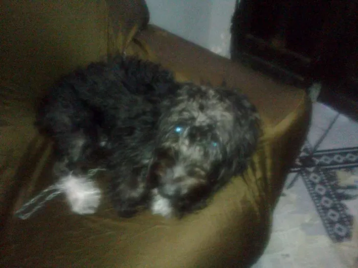 Cachorro raça Poodle misturado idade  nome Calebe