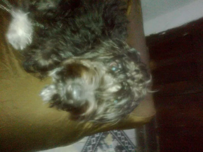 Cachorro raça Poodle misturado idade  nome Calebe