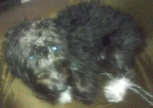 Cachorro raça Poodle misturado idade  nome Calebe