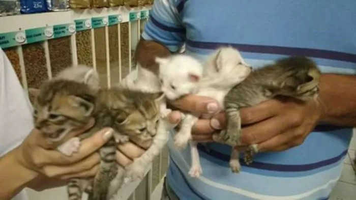 Gato ra a  idade Abaixo de 2 meses nome sem nome
