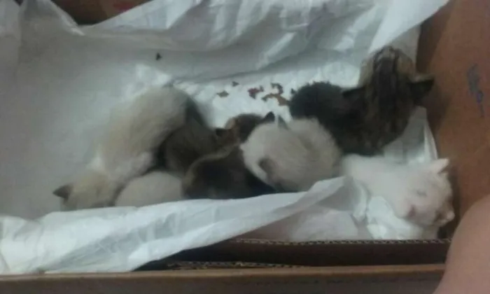 Gato ra a  idade Abaixo de 2 meses nome sem nome