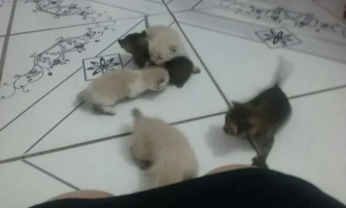 Gato ra a  idade Abaixo de 2 meses nome sem nome