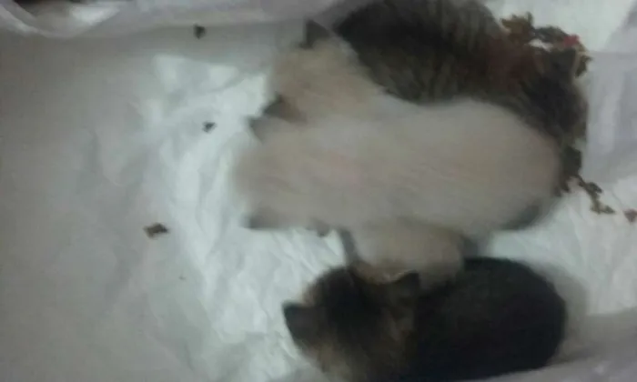 Gato ra a  idade Abaixo de 2 meses nome sem nome