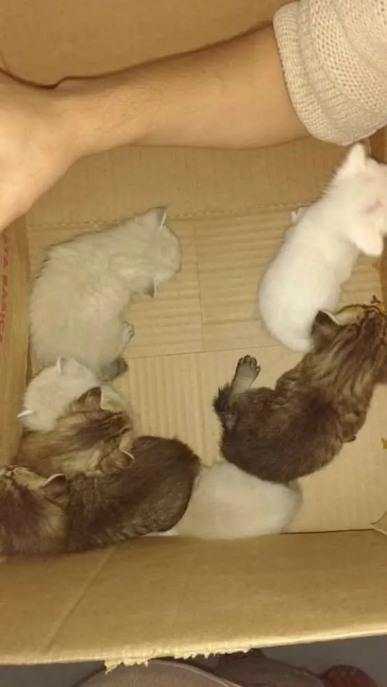 Gato ra a  idade Abaixo de 2 meses nome sem nome