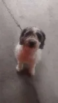 Bob