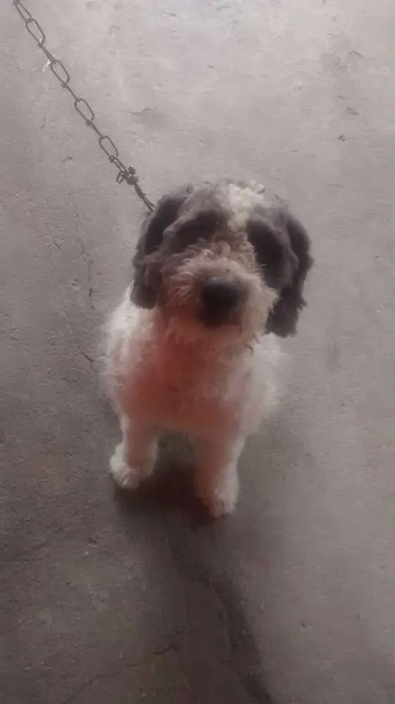 Cachorro raça Poodle idade 2 anos nome Bob