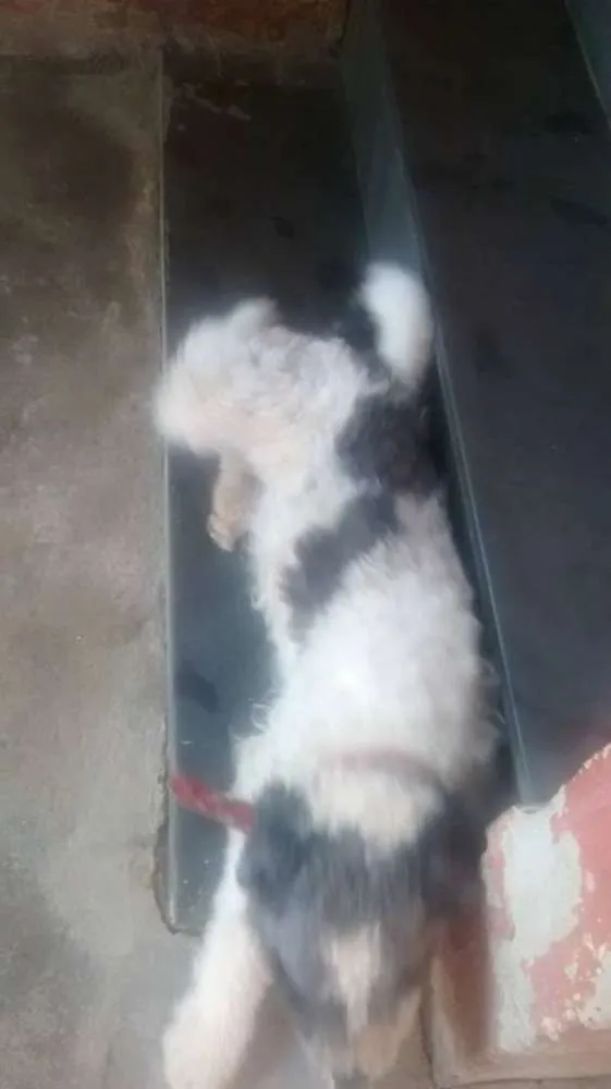 Cachorro raça Poodle idade 2 anos nome Bob