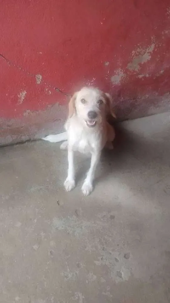 Cachorro raça Vira Lata idade 2 anos nome Branca