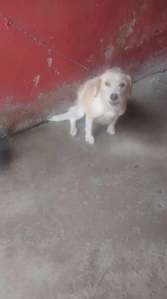 Cachorro raça Vira Lata idade 2 anos nome Branca
