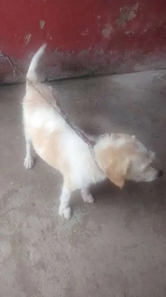 Cachorro raça Vira Lata idade 2 anos nome Branca