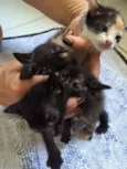 4 gatos