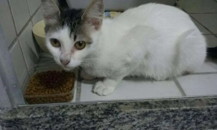 Gato ra a  idade 2 a 6 meses nome Mila