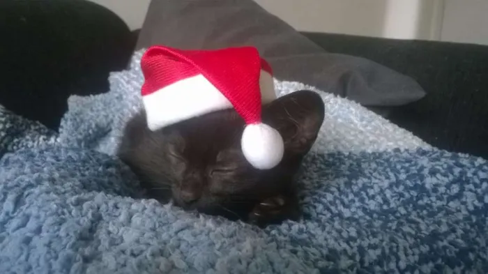 Gato raça SRD idade Abaixo de 2 meses nome Pretinho