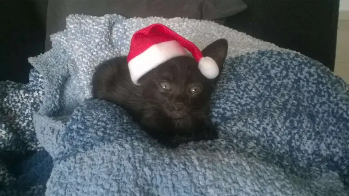 Gato raça SRD idade Abaixo de 2 meses nome Pretinho