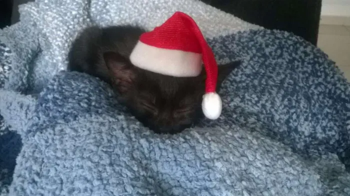 Gato raça SRD idade Abaixo de 2 meses nome Pretinho