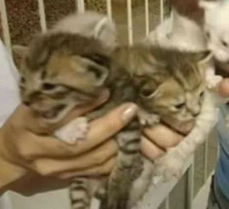 Gato ra a  idade Abaixo de 2 meses nome sem nome