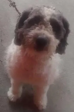 Cachorro raça Poodle idade 2 anos nome Bob