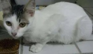 Gato raça  idade 2 a 6 meses nome Mila