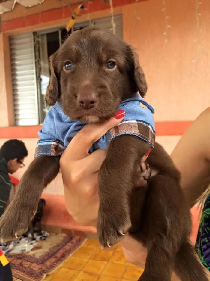 Cachorro ra a mistura cocker idade Abaixo de 2 meses nome Thomas