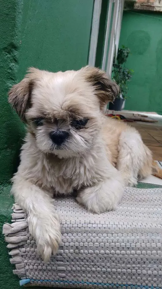 Cachorro raça Shitchu idade 5 anos nome Bob