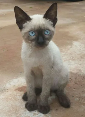 Gato raça Siamês idade Abaixo de 2 meses nome Sem nome