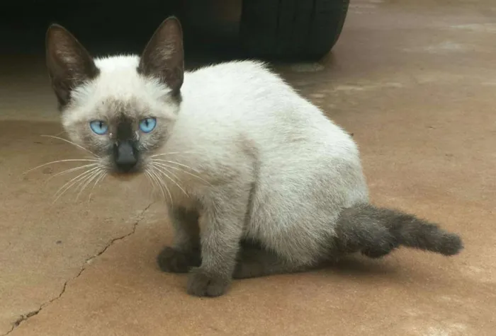 Gato ra a Siamês idade Abaixo de 2 meses nome Sem nome