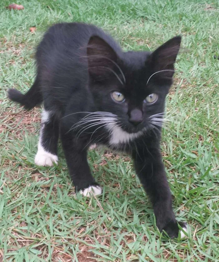 Gato ra a Siamês idade Abaixo de 2 meses nome Sem nome