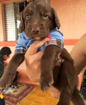 Cachorro raça mistura cocker idade Abaixo de 2 meses nome Thomas