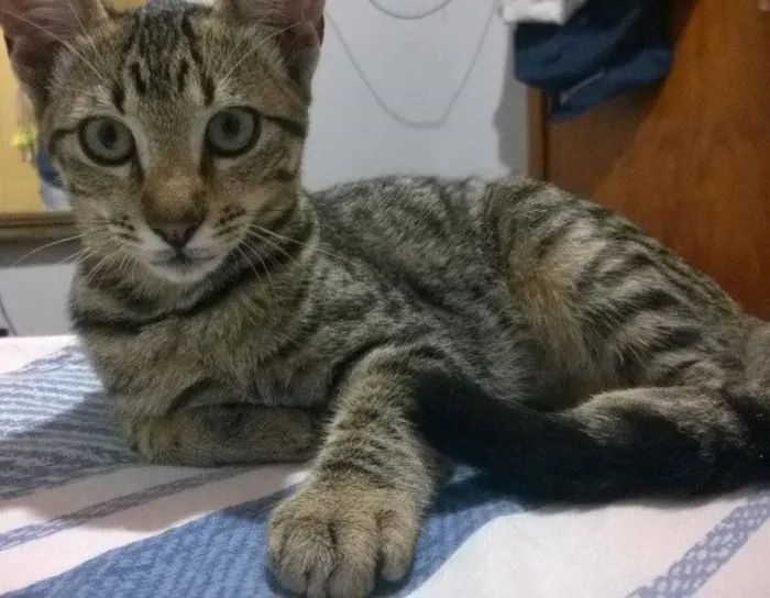 Gato ra a SRD idade 1 ano nome Laninha GRATIFICA