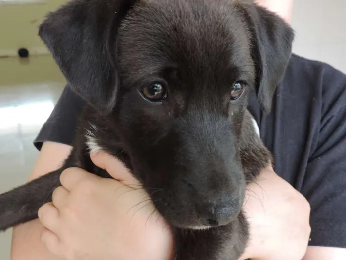 Cachorro ra a SRD idade 2 a 6 meses nome Filhotes