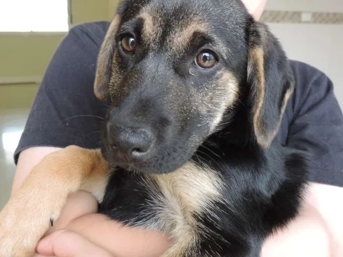 Cachorro ra a SRD idade 2 a 6 meses nome Filhotes